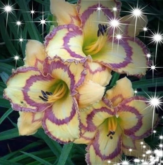 Meet your Posher, Winifred - Picture 1 of 1